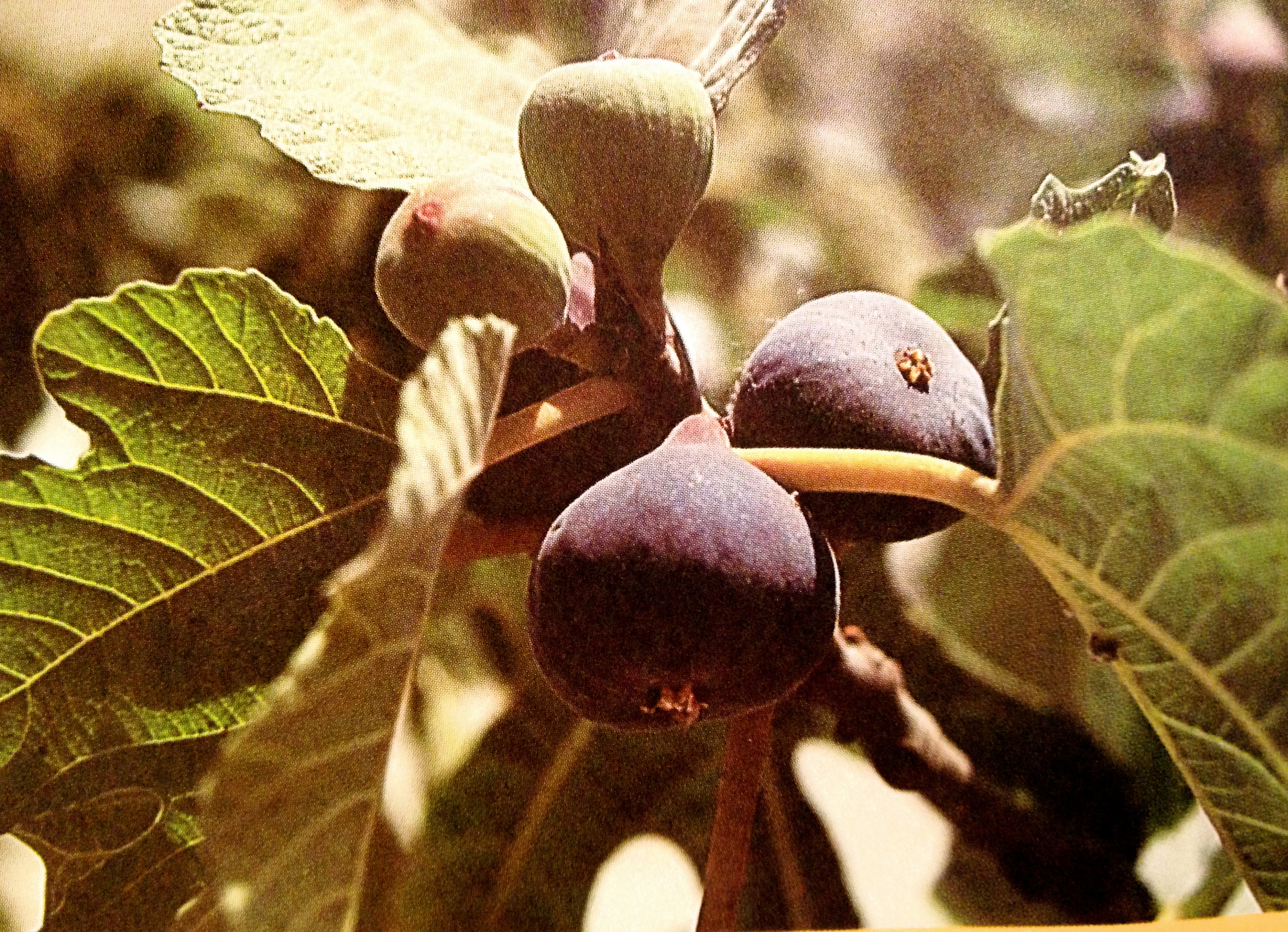Figs In Urdu