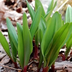 Allium Triccoccum 10 Wild Leek Ramps Seeds