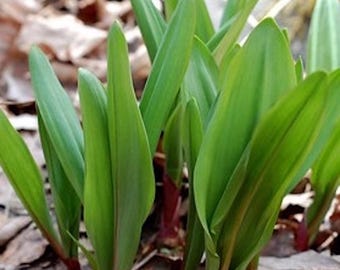Allium Triccoccum 10 Wild Leek Ramps Seeds