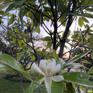 Sweet Bay Magnolia Tree Seeds - Zone 5 Hardy - Fragrant White Flowers