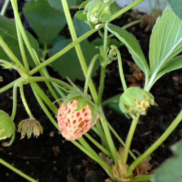 10+ Carolina Pineberry Samen - Erdbeere Fruiting Bodendecker