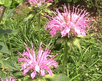 15+ Lemon Mint Bee Balm Monarda Seeds -Attracts pollinators to the garden.