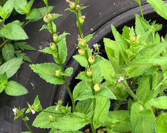 Lobelia Inflata 25 Seeds