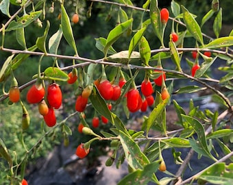 10+ Goji Lycium barbarum- Wolfberry Seeds
