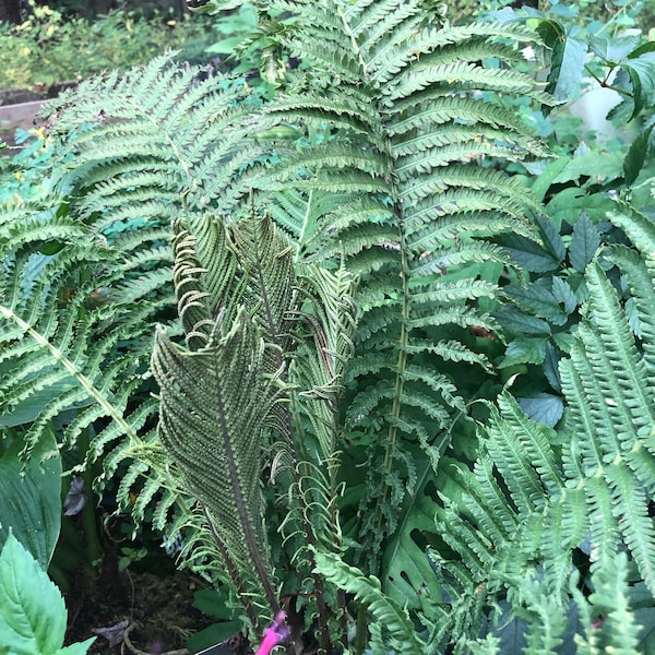 200 TN Ostrich Fern Spores/Seeds-Athyrium Pycnocarpon