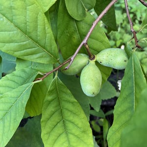 3 Pawpaw Asimina Triloba Seeds -Hardy Native Tropical Fruit