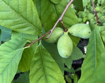 3 semi freschi di papaya (Asimina Triloba) - Frutto tropicale autoctono e resistente