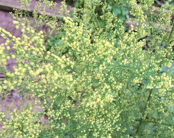 15 zaden van Artemisia annua - trekken bestuivers naar de tuin.