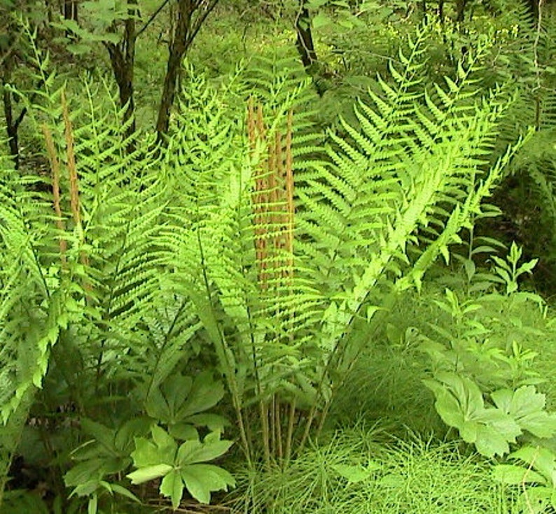 200 Cinnamon Fern Spores/seeds Etsy