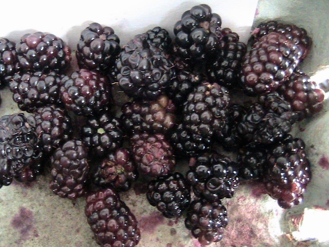 50 Large Juicy Fat Blackberry Seeds Etsy UK