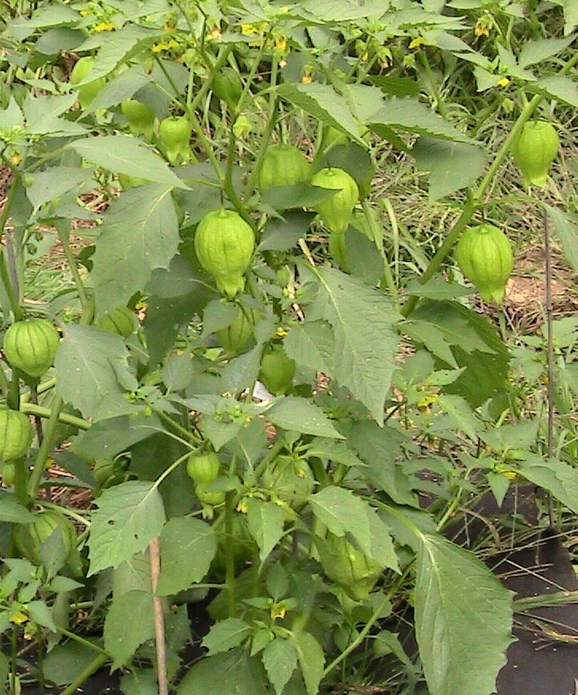 10 Green Tomatillo Seeds Etsy