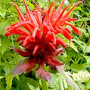 30+ Red BeeBalm Seeds -Monarda Attracts pollinators to the garden & herbal too.
