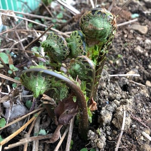 600 TN Ostrich Fern Spores/Seeds-Athyrium Pycnocarpon Fiddleheads