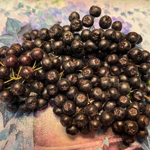10 Aronia melancarpa Seeds -Aronia Berry Seeds -Edible Berry Tree