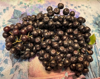 Aronia Melanocarpa Seeds - Edible Berry Tree (5 Seeds)