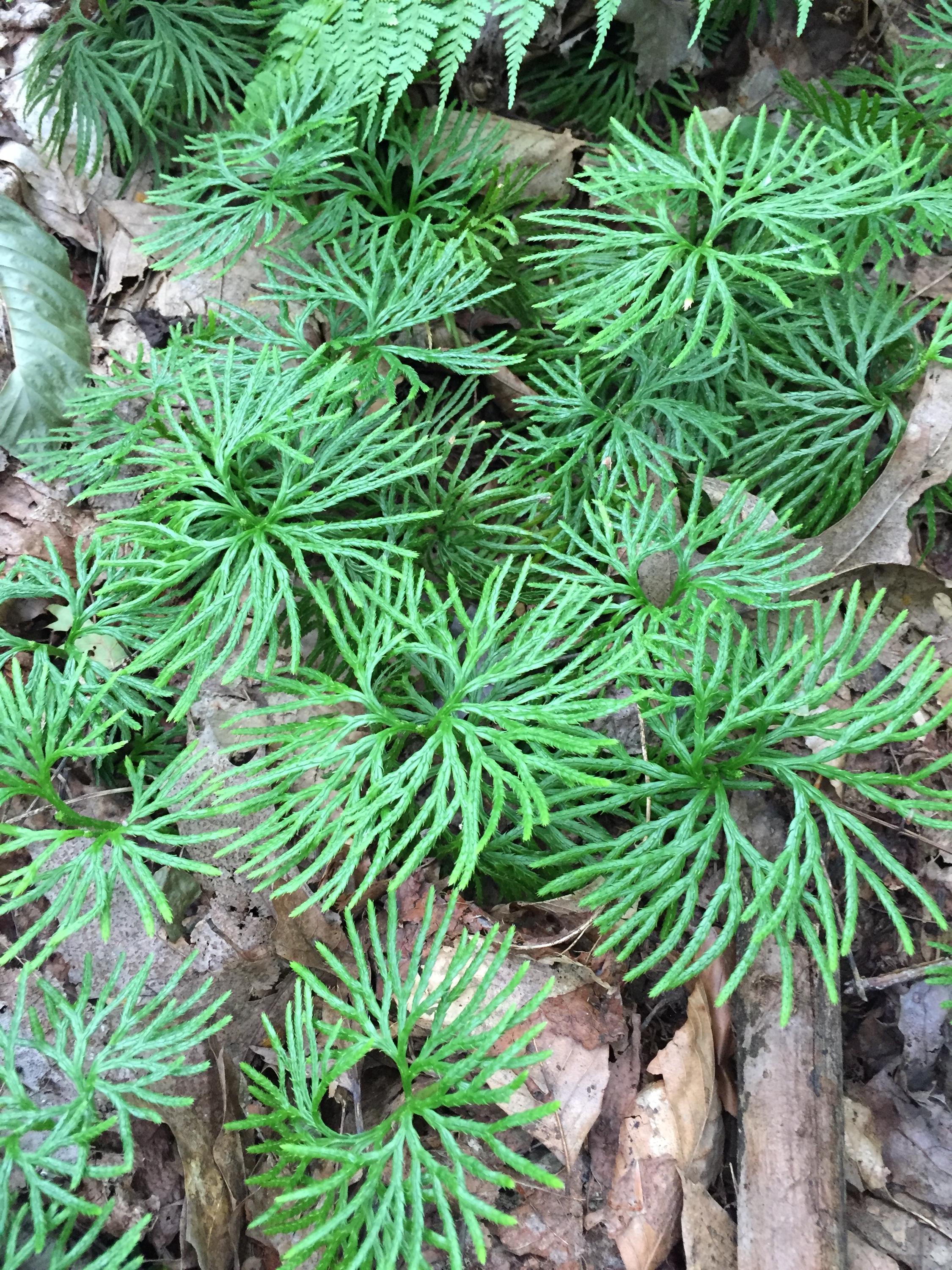 500 Spores Ground Pine -lycopudium Digitata - Etsy
