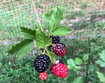 10+ Thornless Blackberry Seeds