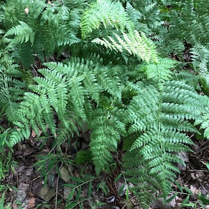 Lady Fern 300 Spores  (Anthyrium Filix-femina) Seeds