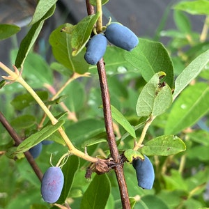 10 Honeyberry Seeds -Lonicera caerula