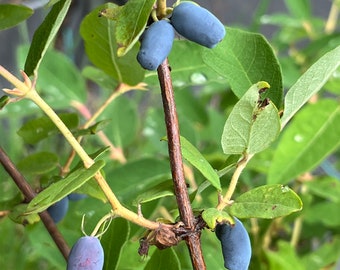 10 Honeyberry Seeds -Lonicera caerula