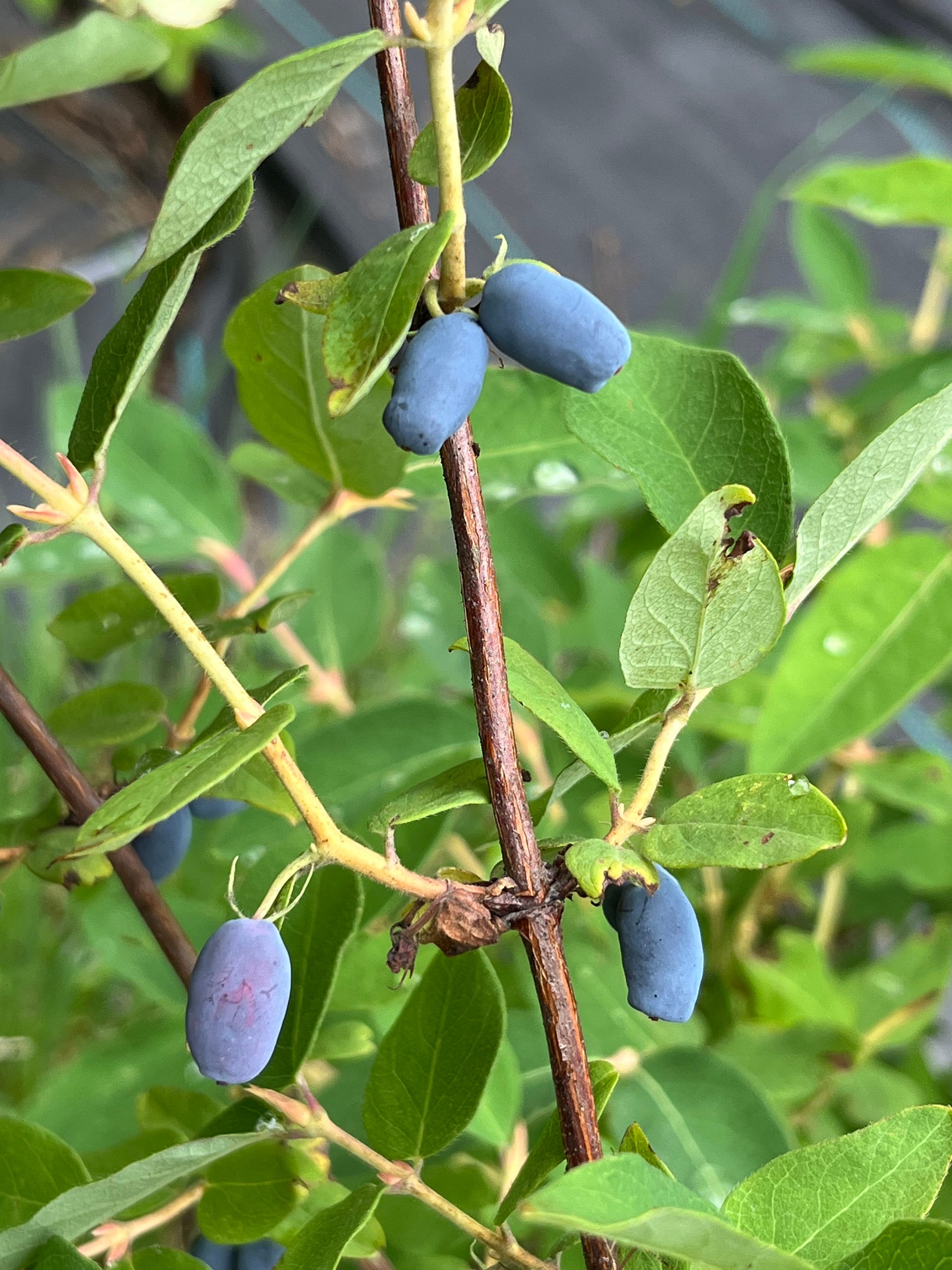 sesame seed plants Black Sesame – Revival Seeds