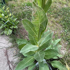 25 Samen von Königskerze Verbascum Thapsus