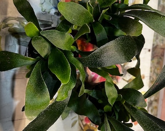 Staghorn Fern Starter Plant-Platycerium bifurcatum