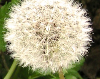 10 Taraxacum Officinale Dandelion Salad Seeds -Greens Herbs