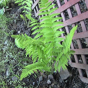 850 Interrupted Fern Spores/Seeds