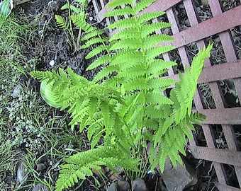 400 Interrupted Fern Spores/Seeds