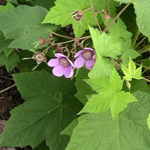 10+ Purple Flowering Thimbleberry Seeds