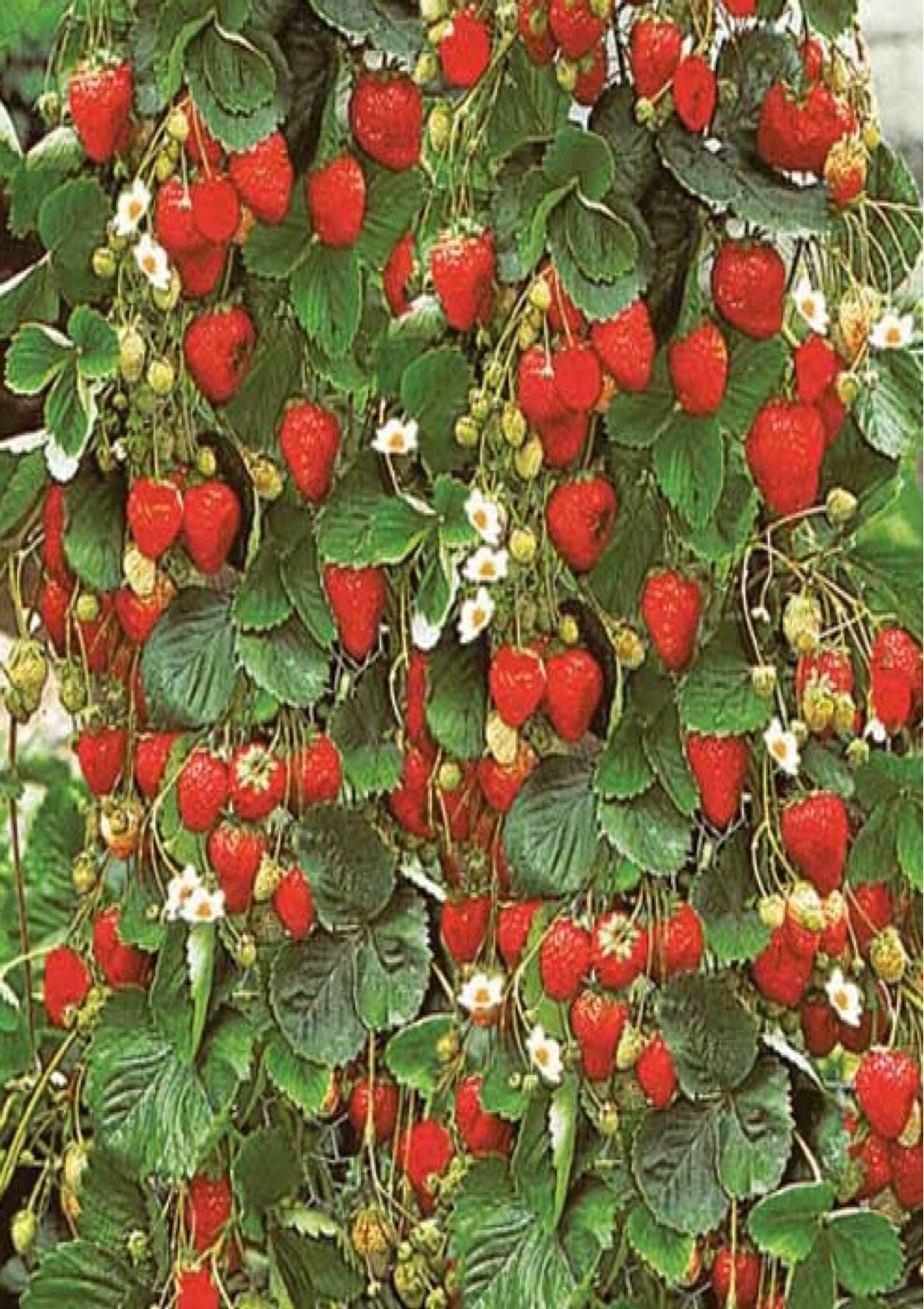 Strawberry Hanging Baskets for sale Only 2 left at 65