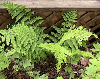 250 Ostrich Fern Spores (Matteuccia struthiopteris Seeds)