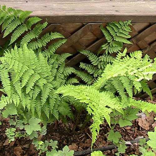 250 Ostrich Fern Spores (Matteuccia struthiopteris Seeds)