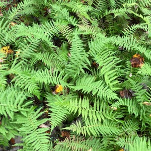 200 hooigeursporen/zaden - Dennstaedtia Punctilobula