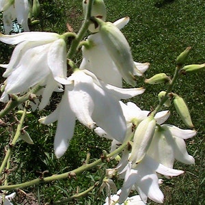 15 Adam&#39;s Needle Seeds -White Flower
