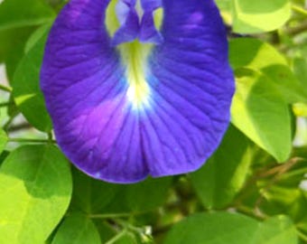 Clitoria ternatea Butterfly Pea Seeds: Blue Flowering Vine (5+ Seeds)