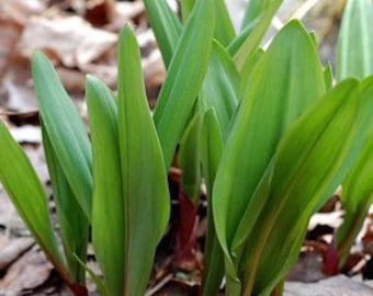 20 Ramps Seeds Allium Triccoccum wild leek