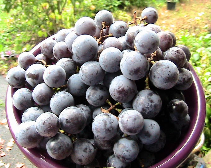 Concord Grape Seeds Etsy