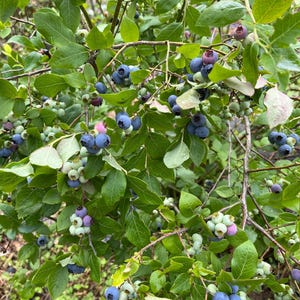 15 Seeds Blue Profusion Blueberry Seeds