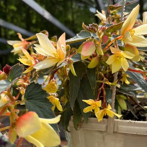Könnte beinhalten: Ein Hängekorb gefüllt mit gelben und rosa Begonienblüten. Die Blüten sind in voller Blüte und haben ein zartes, gekräuseltes Aussehen.