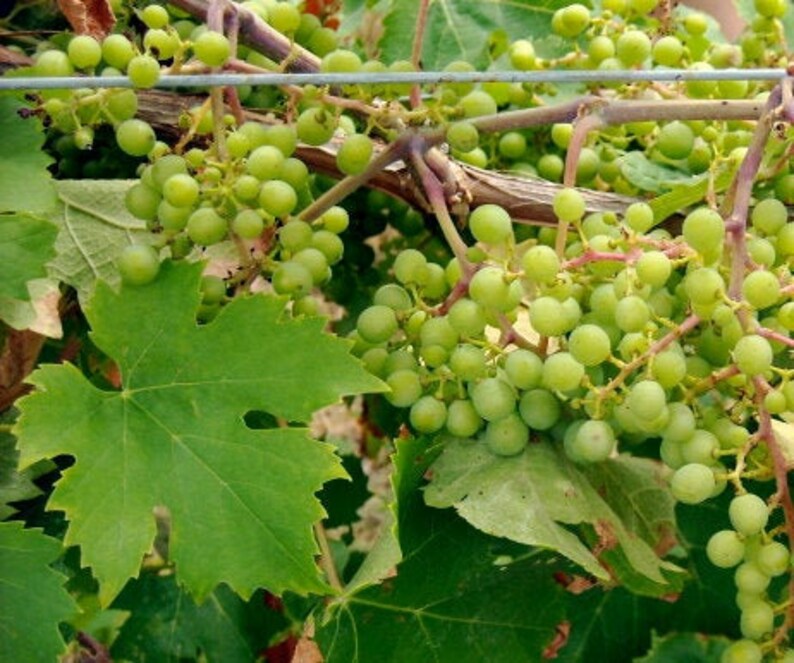 5 Niagara White Grape Seeds american Grapes Etsy