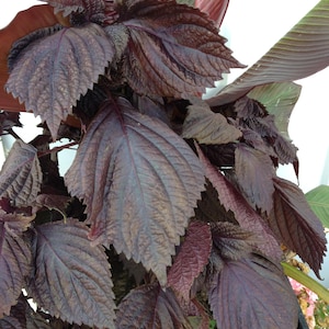 May include: Close-up of a plant with large, textured, deep purple leaves. The leaves have serrated edges and prominent veins, with some green leaves visible in the background. The plant appears to be healthy and vibrant.