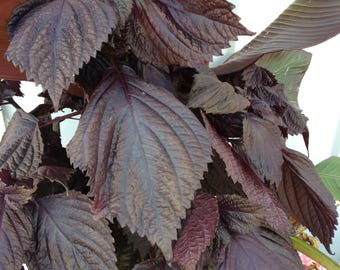 15 Red Perilla Mint Seeds – Aromatic Mint Family Plant