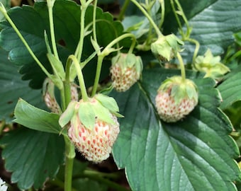5 Carolina Pineberry Strawberry Starter Plants -Edible Ground cover, Non-GMO, Chemical-Free