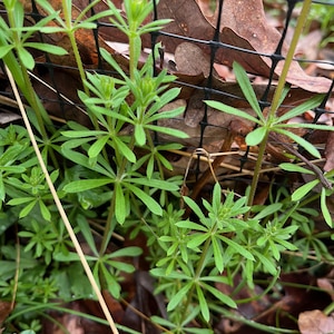 May include: Close-up of bright green plants with star-shaped leaves, growing near a black mesh fence. Brown fallen leaves are scattered in the background. The plants have multiple stems and small, clustered buds.