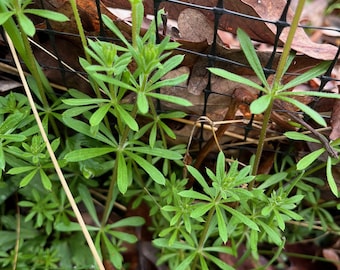 Cleavers Bedstraw Seeds: Edible Plant (5+ Seeds)