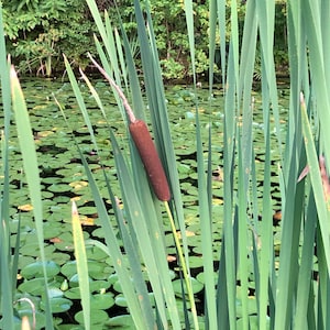 15 American Cattail Seeds