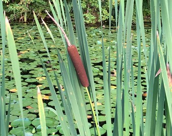 CATTAIL SEEDS, Typha Latifolia, 200 Seeds, Pond Plant, Marginal Aquatic
