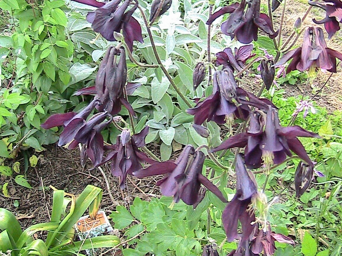 15 Black Columbine Seeds -Attracts pollinators to the garden
